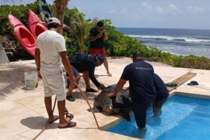 tortuga