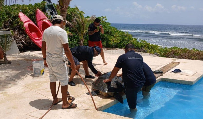 tortuga