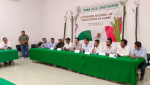 chetumal bambú