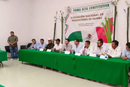 chetumal bambu