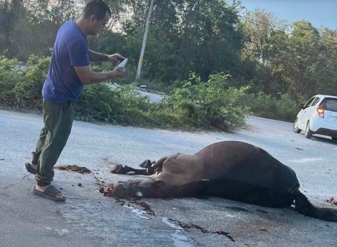 Atropellamiento de caballo 2