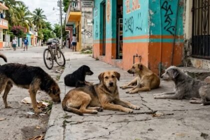 callejeros