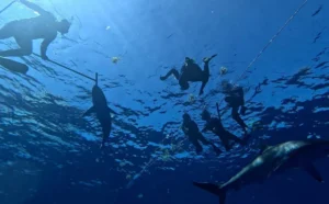 tiburon toro